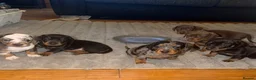 Dachshund dogs for sale: Dachshund puppies  in Stockton-on-Tees - Advert 8