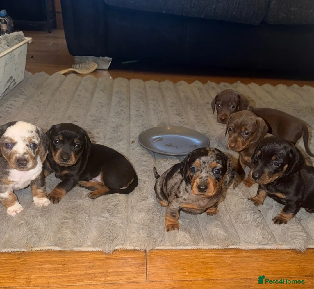 Dachshund dogs for sale: Dachshund puppies  in Stockton-on-Tees - Advert 8
