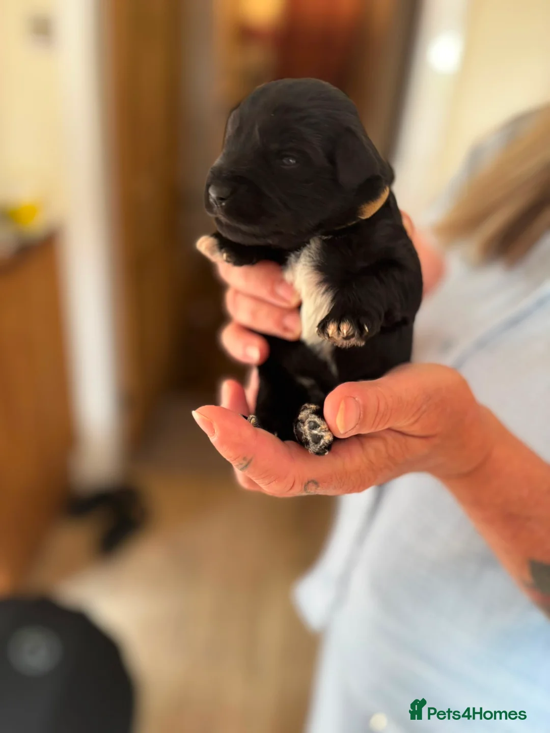 Miniature Schnauzer dogs for sale: Beautiful Miniature schnauzer Litter in Derby - Advert 2