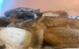 Mixed Breed dogs for adoption: Levi - Norwich Norfolk  - Image 33