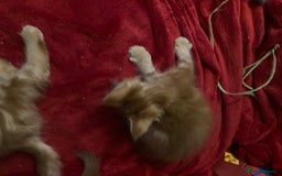 Maine Coon cats for sale: Red Maine Coon kittens  - Advert 6
