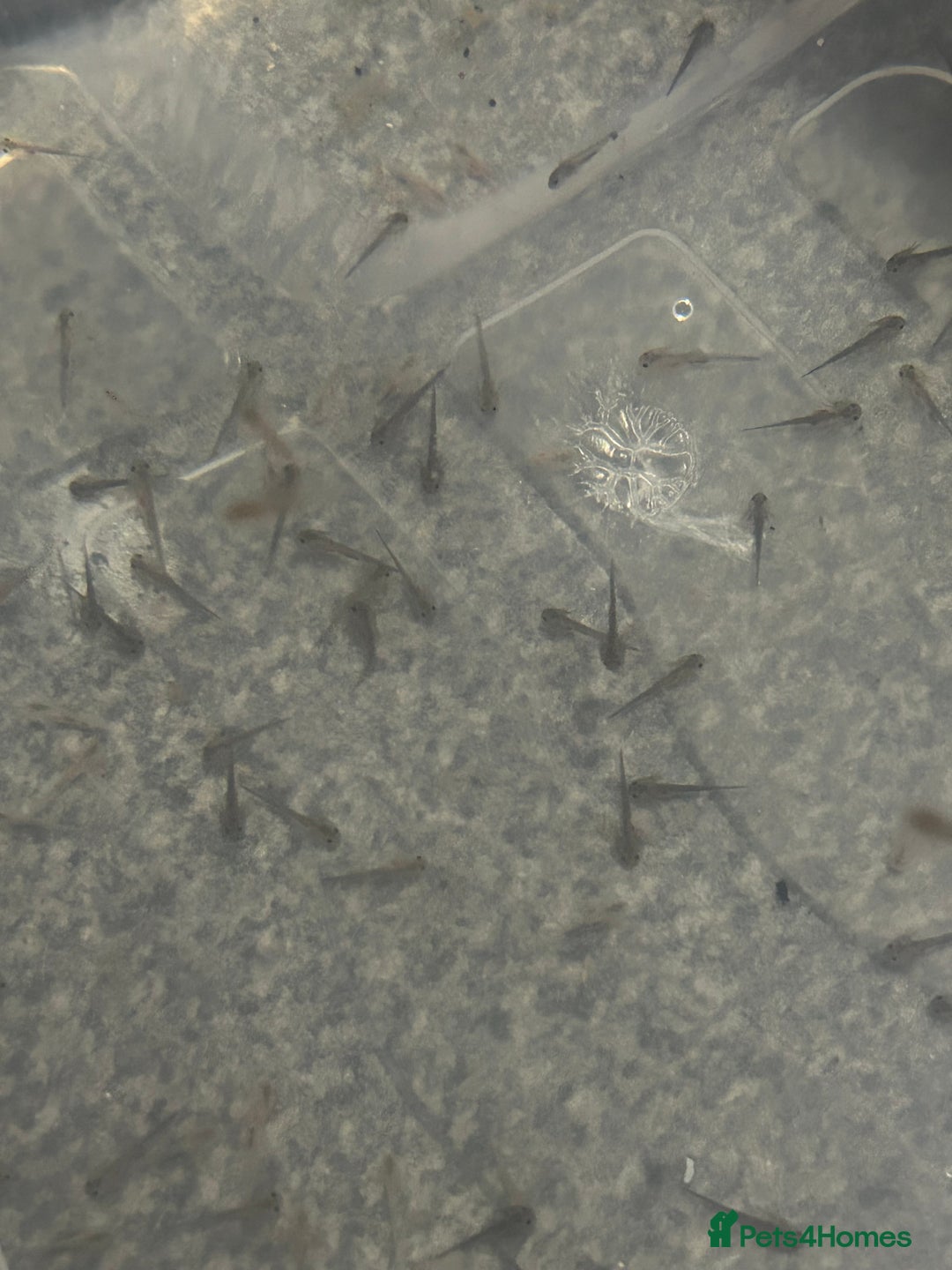 Axolotl reptiles for sale: Axolotl hatchlings  - Advert 9