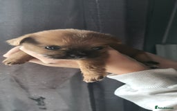 Mixed Breed dogs for sale: Beautiful puppy's 2 girls 2 boys - Image 2
