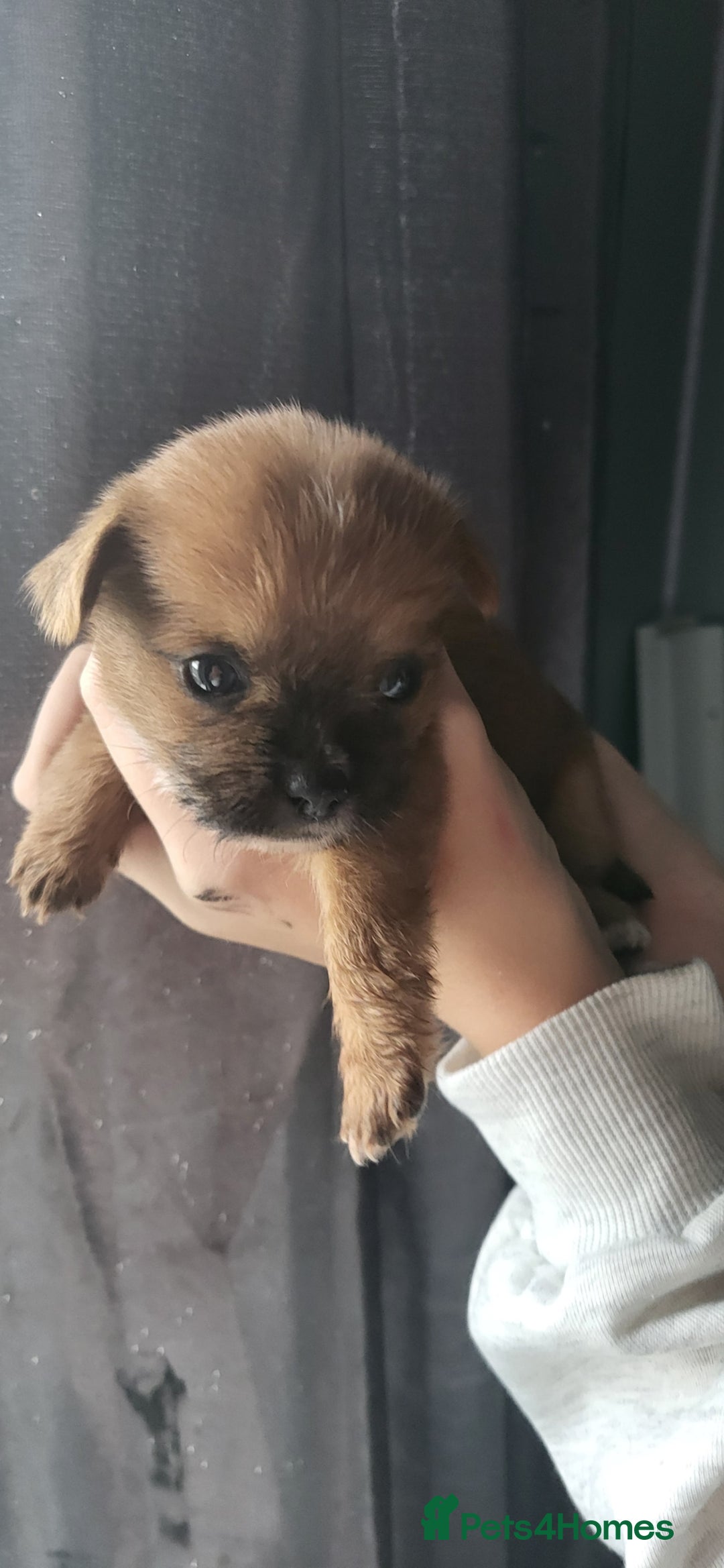 Mixed Breed dogs for sale: Beautiful puppy's 2 girls 2 boys - Image 2