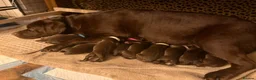 Labrador Retriever dogs for sale: Beautiful chocolate labrador puppies  in Fareham - Advert 2