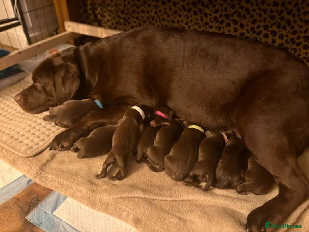 Labrador Retriever dogs for sale: Beautiful chocolate labrador puppies  in Fareham - Advert 2