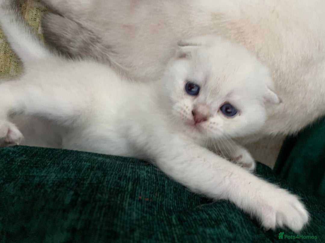 Scottish Fold cats for sale: Scottish Fold Kittens - Image 15