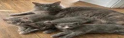 Mixed Breed cats for sale: Beautiful grey Fluffy Kittens! - Advert 2