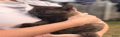 British Shorthair 3