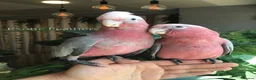 Cockatoo birds for sale: Cuddly Baby Galah Cockatoos For Sale in Bury - Advert 11