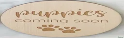 Cockapoo dogs for sale: Stunning Cockapoo litter  in Barnstaple - Advert 2
