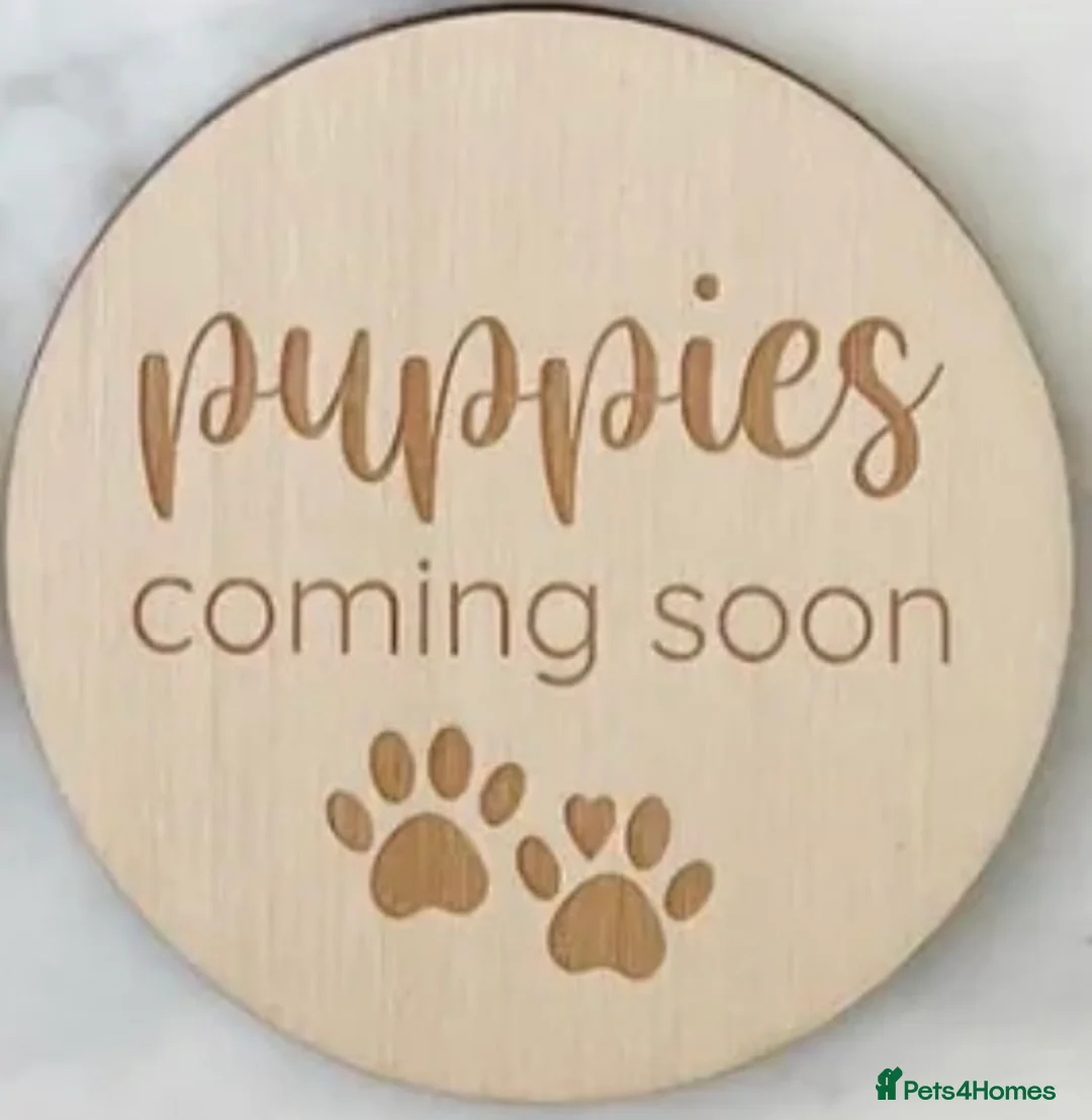 Cockapoo dogs for sale: Stunning Cockapoo litter  in Barnstaple - Advert 2