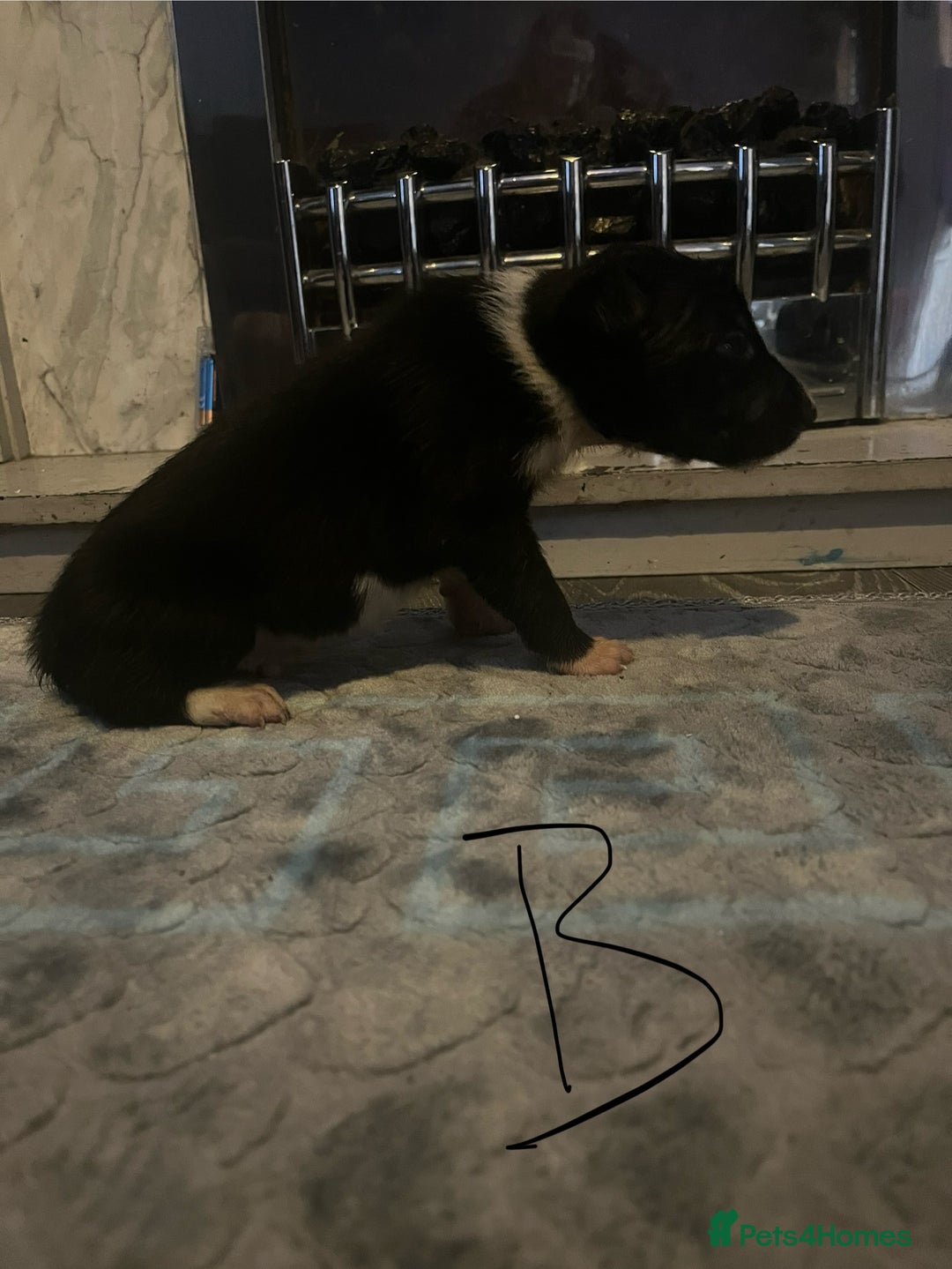 Border Collie dogs for sale: Border collie puppies - Image 15