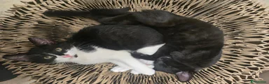 Kitten 1 and 2