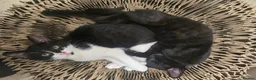 Domestic Shorthair cats for sale: Kittens - Advert 5