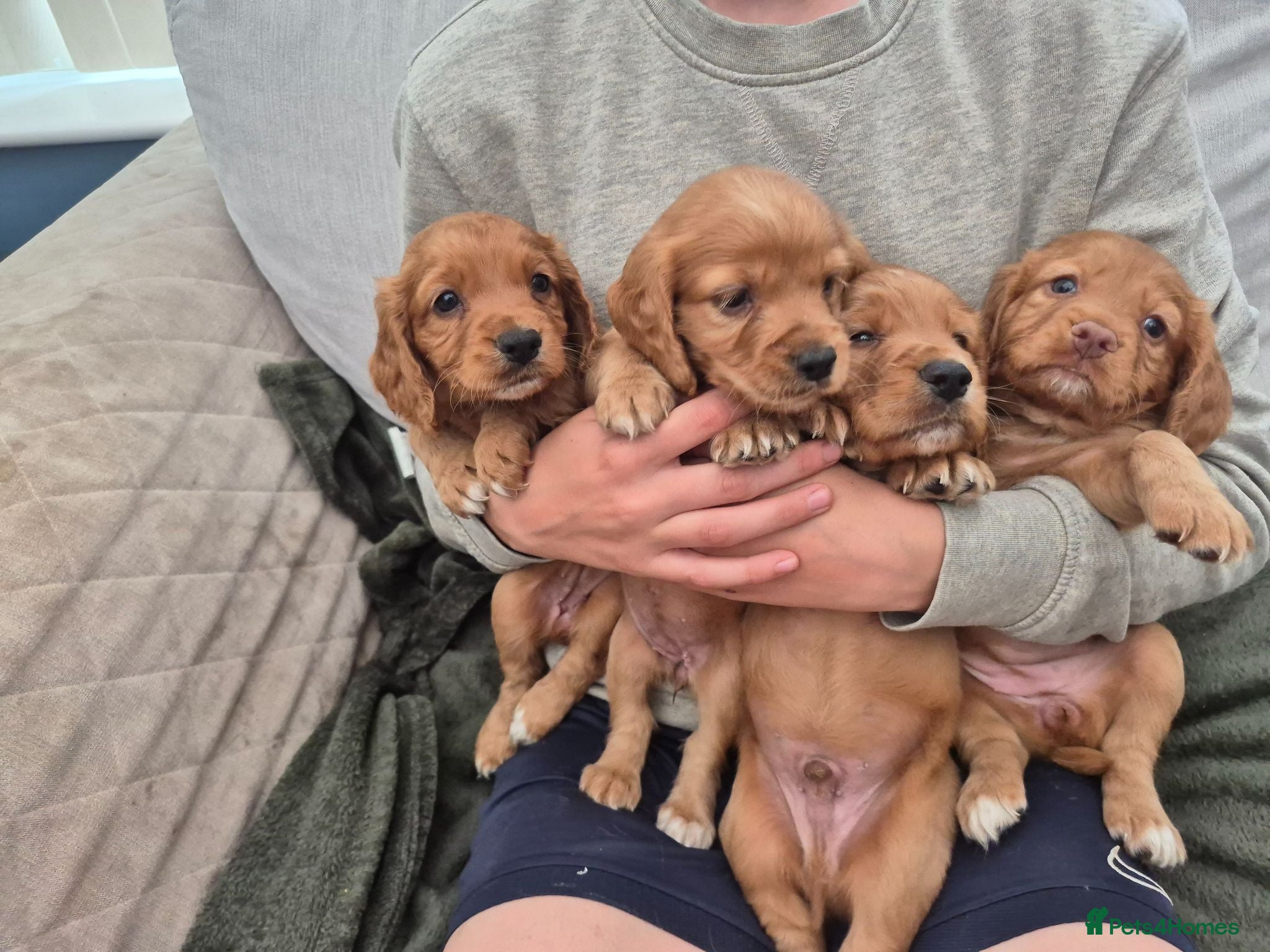 Cocker Spaniel dogs Working Cocker spaniel puppies for sale  - Advert 1