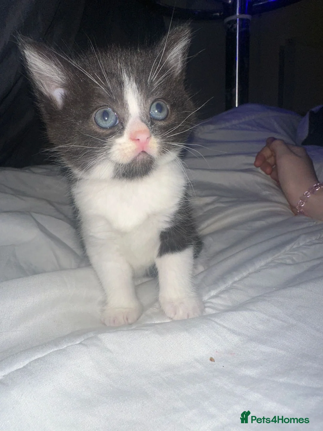 Mixed Breed cats for sale: 3 female kittens  in Chelmsford - Advert 3
