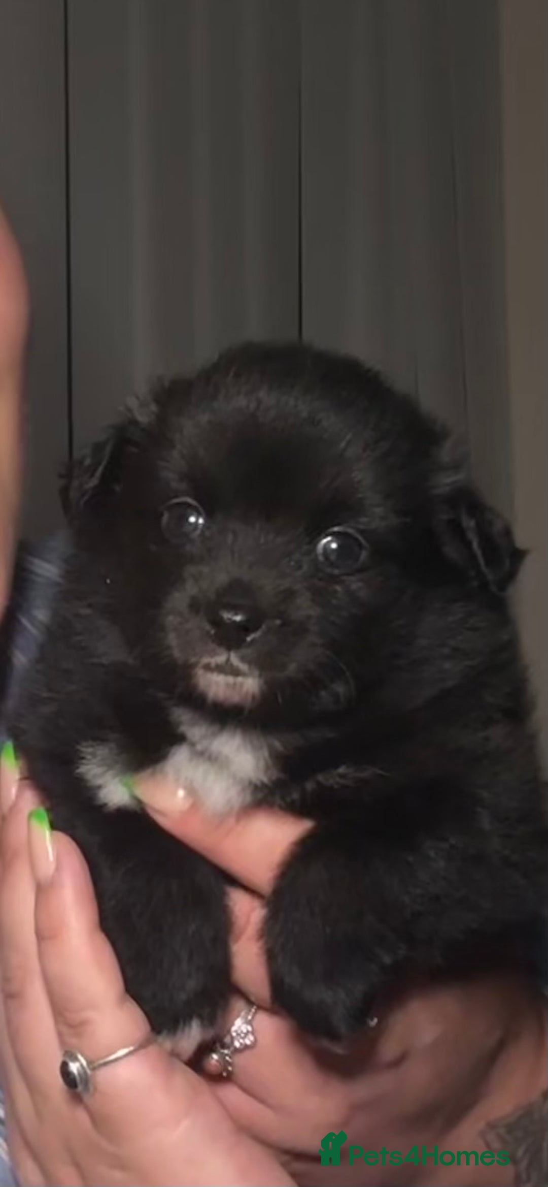 Pomchi dogs for sale: 💖 Beautiful Pomchi Pups 💖 - Image 10