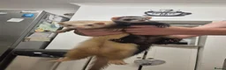 Ferret rodents for sale: 3 x 6 month old ferrets - Advert 10
