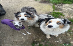 Australian Shepherd dogs for sale: Beautiful Australian Shepherd looking for new home - Image 4