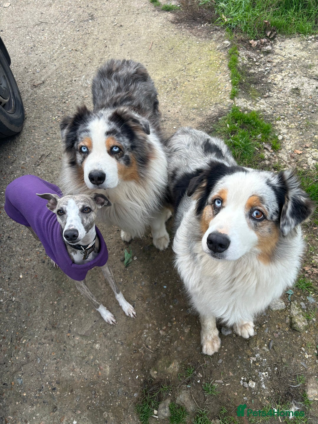 Australian Shepherd dogs for sale: Beautiful Australian Shepherd looking for new home - Image 4