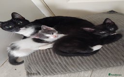 Mixed Breed cats for sale: 11 week old cute boy  - Image 4