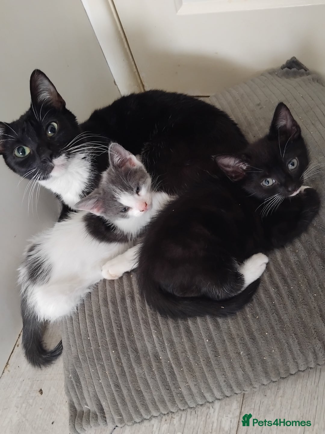 Mixed Breed cats for sale: 11 week old cute boy  - Image 4