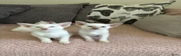 Siamese cats for sale: GCCF registered Siamese kittens - Advert 13