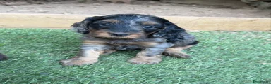 Cockapoo 3