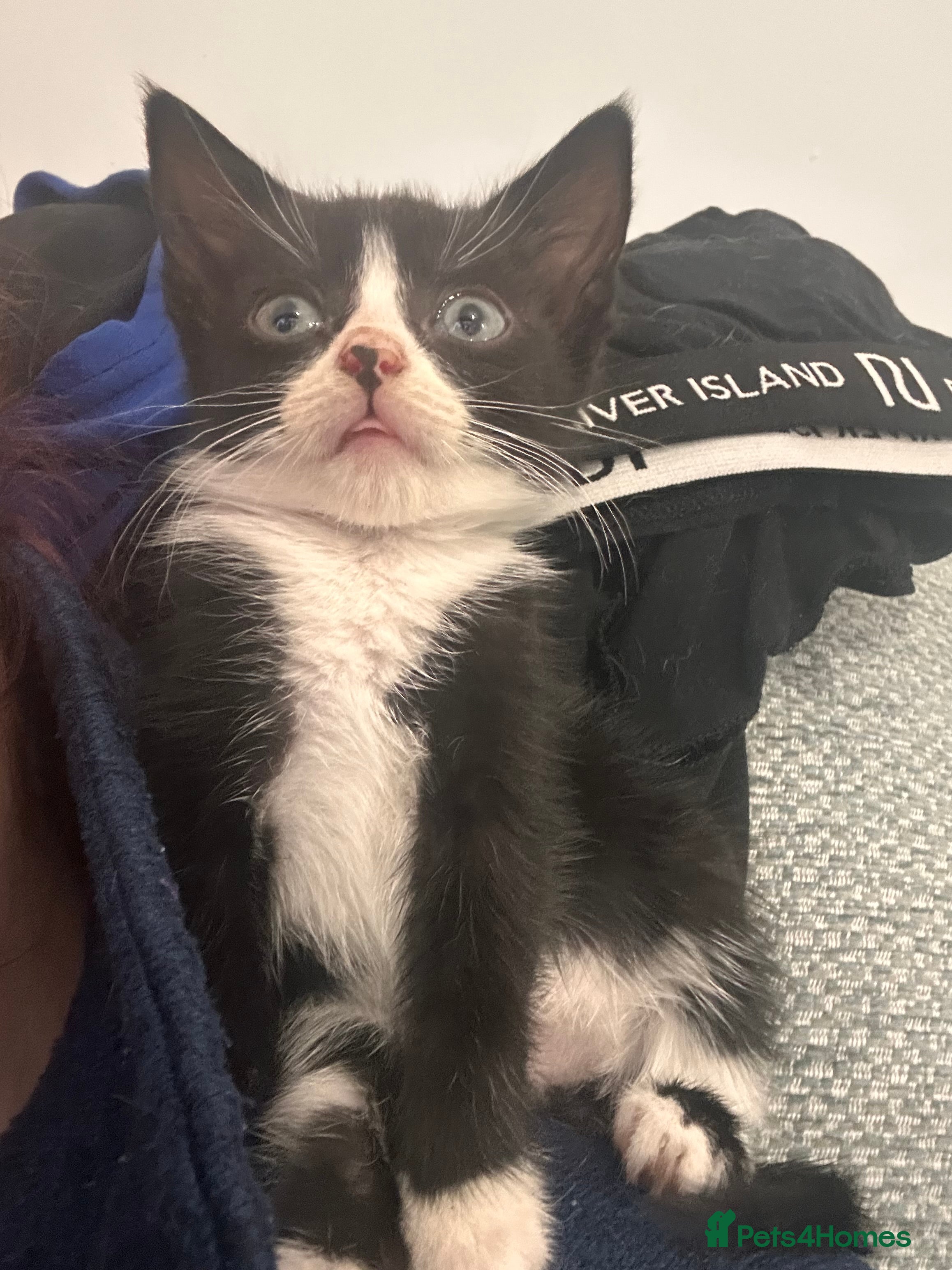 Mixed Breed cats 8 week old kittens  - Advert 10