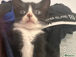 Mixed Breed cats 8 week old kittens - Advert 7