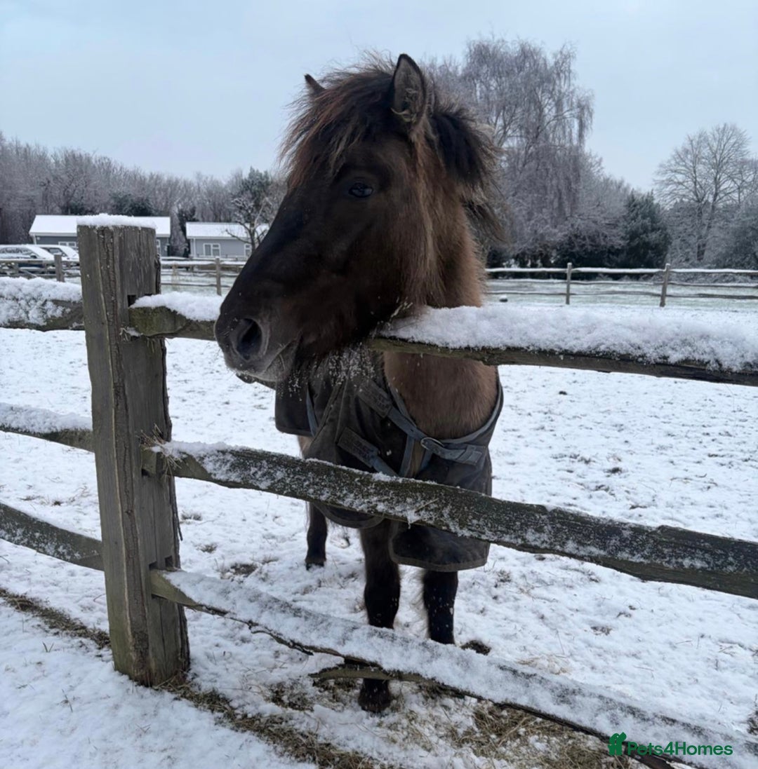 Dartmoor horses for sale: Dartmoor Hill Pony - Advert 4
