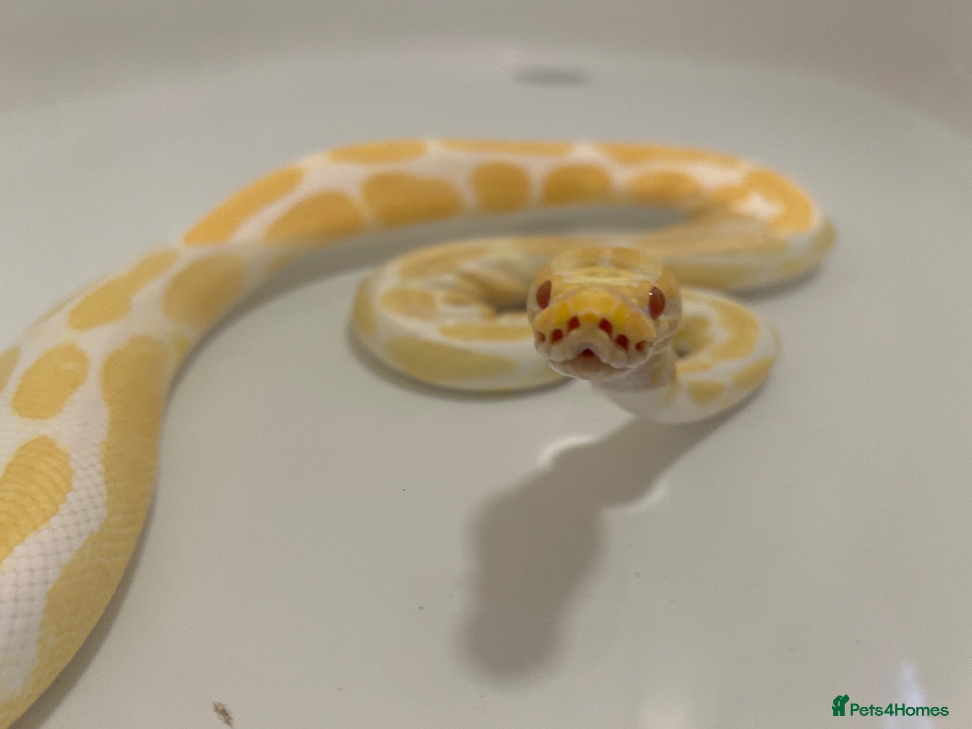 Python Snake reptiles Albino royal python 5years old  - Advert 1