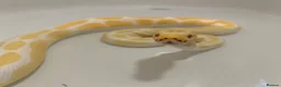 Python Snake reptiles for sale: Albino royal python 5years old  in Middlesbrough - Advert 1