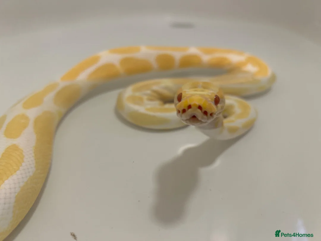 Python Snake reptiles for sale: Albino royal python 5years old  in Middlesbrough - Advert 1