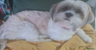 Lhasa Apso dogs Register intrest now Lhasa apso pups due 22nd Nov - Advert 4