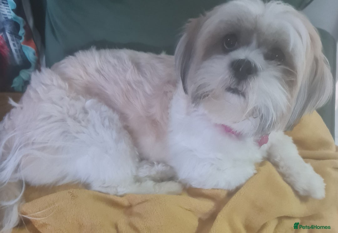 Lhasa Apso dogs for sale: Register intrest now Lhasa apso pups due 22nd Nov - Image 2