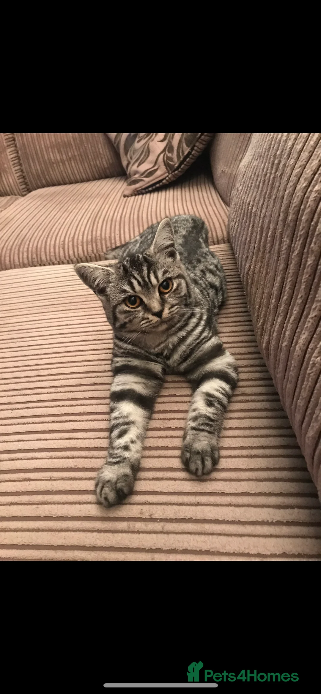 British Shorthair cats for sale: 3 British short hair cats  - Advert 13