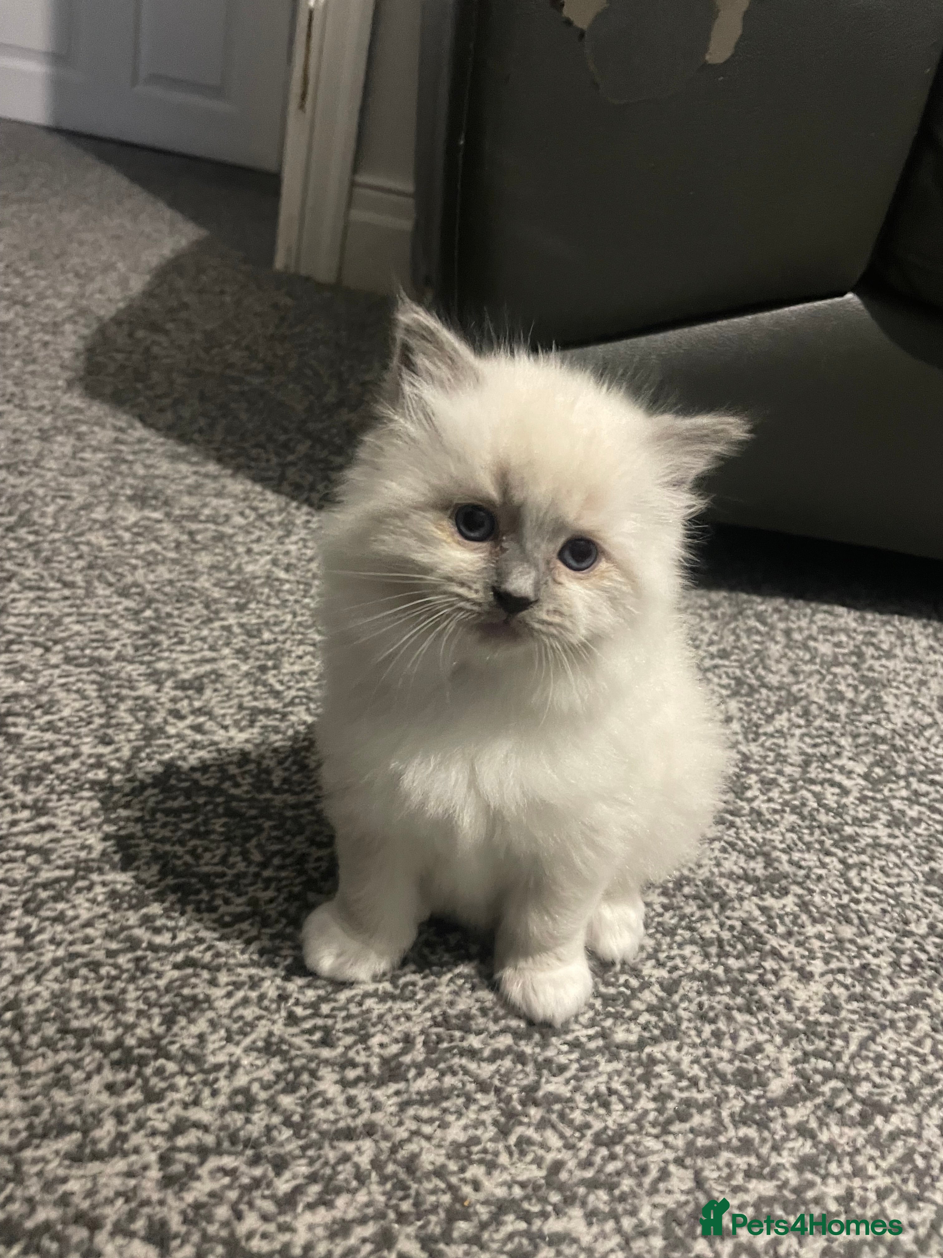 Ragdoll cats 🌟 🐱 4 Gorgeous Ragdoll Blue Point Kittens 🌟  - Advert 2