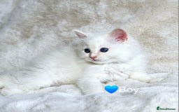 Ragdoll cats for sale: Pure Ragdoll Kittens - Image 8