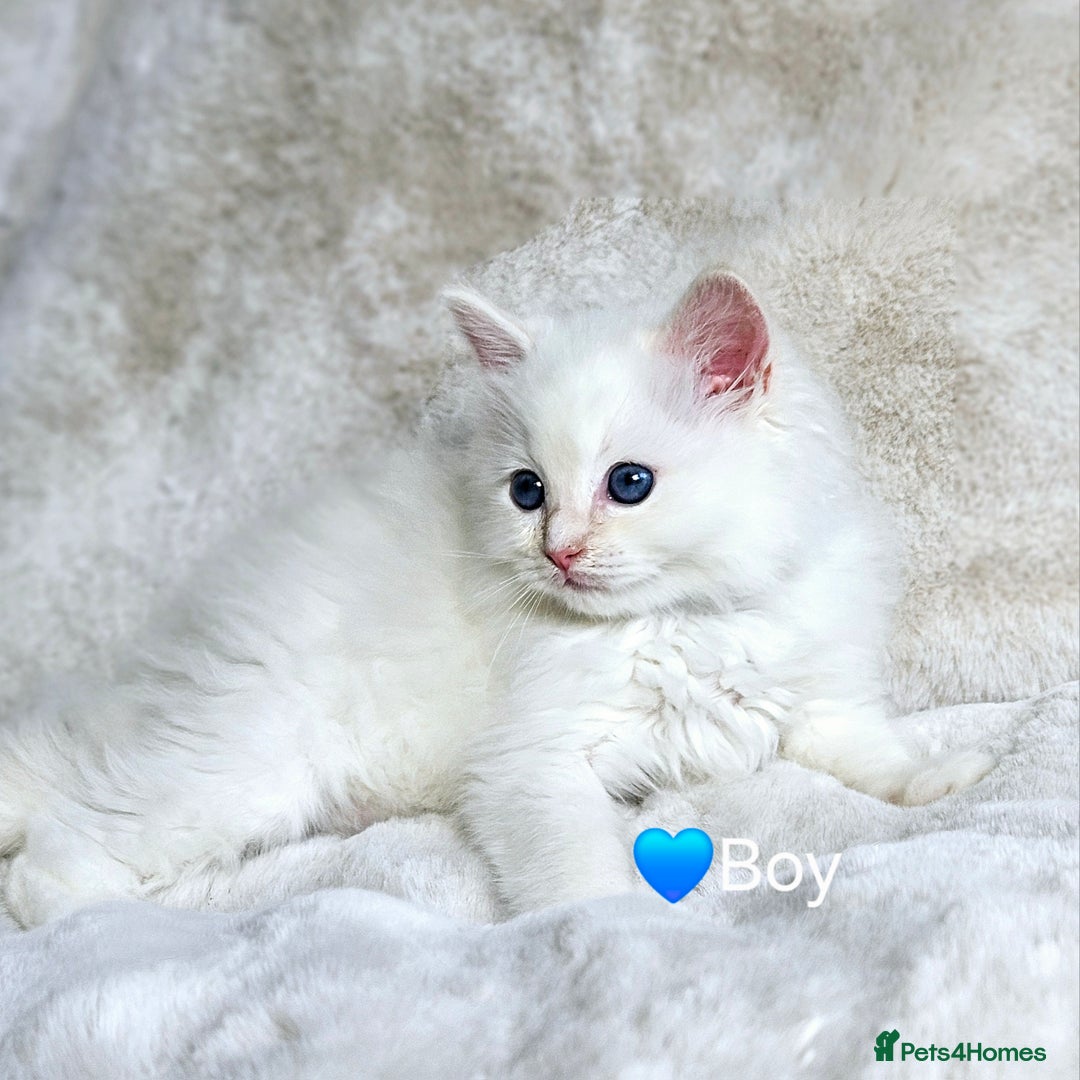 Ragdoll cats for sale: Pure Ragdoll Kittens - Image 8