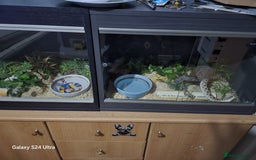 Snake reptiles for sale: 2 male hognose snakes  - Image 1
