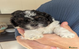 Shihpoo dogs for sale: F2 shihpoo puppies. - Image 4