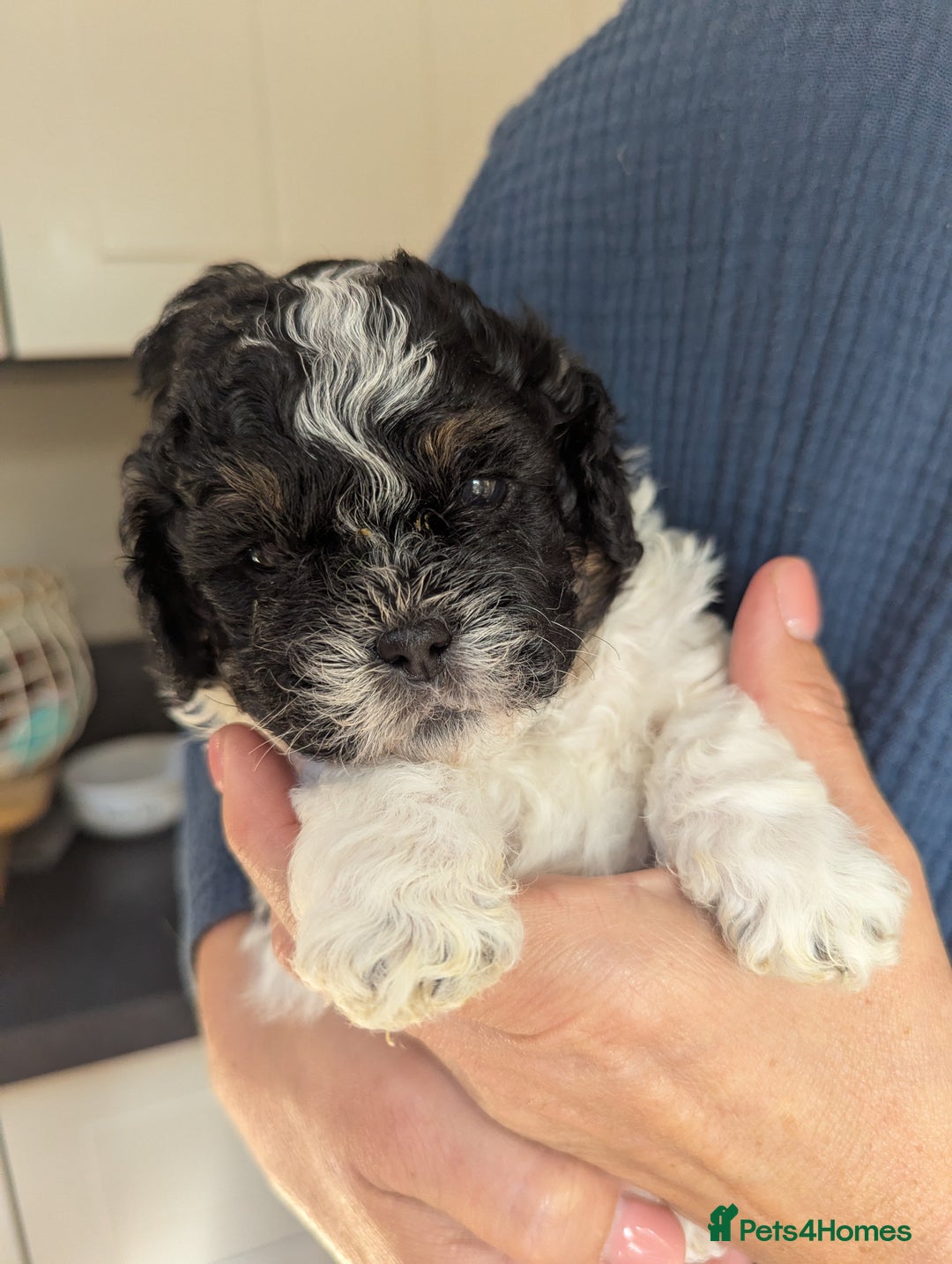 Shihpoo dogs for sale: F2 shihpoo puppies. - Image 4