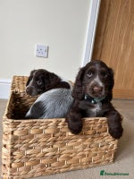 Cocker Spaniel dogs - Advert 7