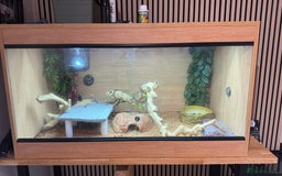 Bearded Dragon reptiles for sale: Juvenile Bearded Dragon PLUS full setup - Image 31
