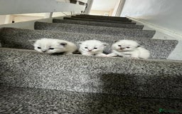 Ragdoll cats for sale: 3 Male Ragdoll kittens - Image 4