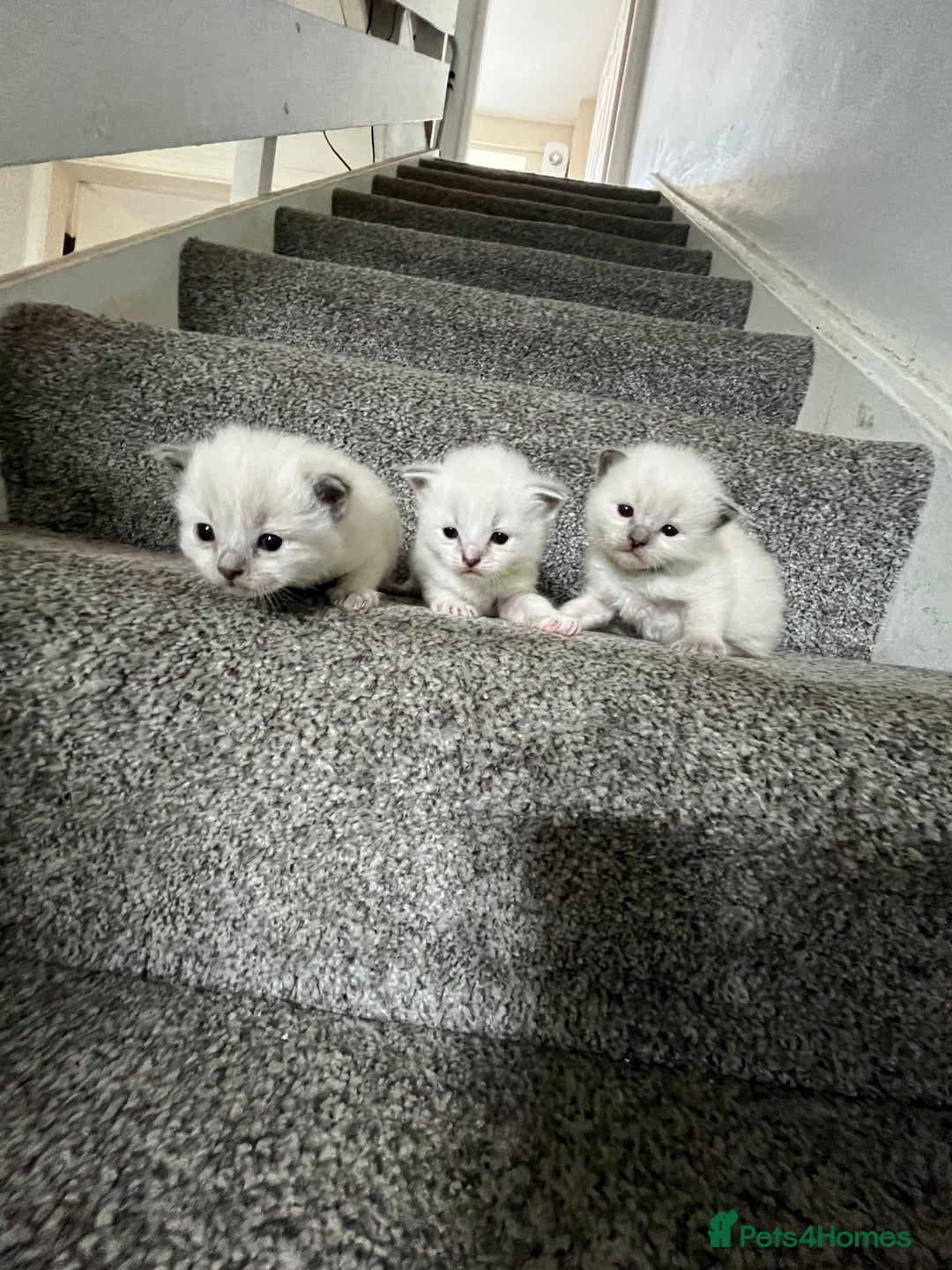 Ragdoll cats for sale: 3 Male Ragdoll kittens - Image 4