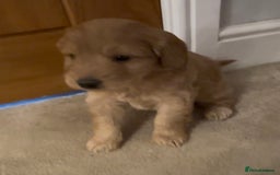 Cockapoo dogs for sale: Cockapoo Puppies – Well Socialised and beautiful  - Advert 22