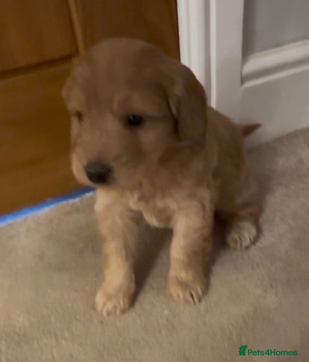 Cockapoo dogs for sale: Cockapoo Puppies – Well Socialised and beautiful  - Advert 22